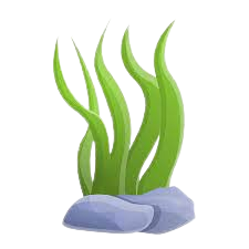 Aquatic Plants