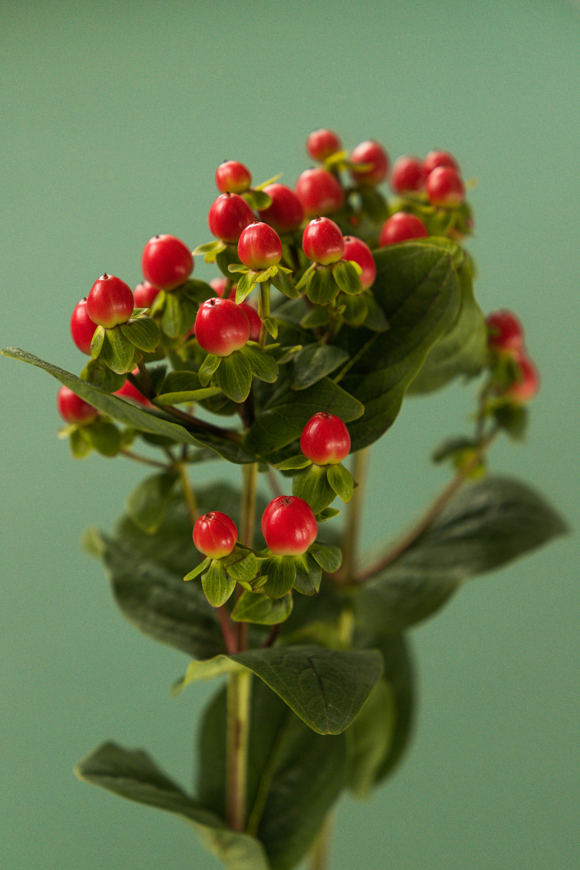 Triphala