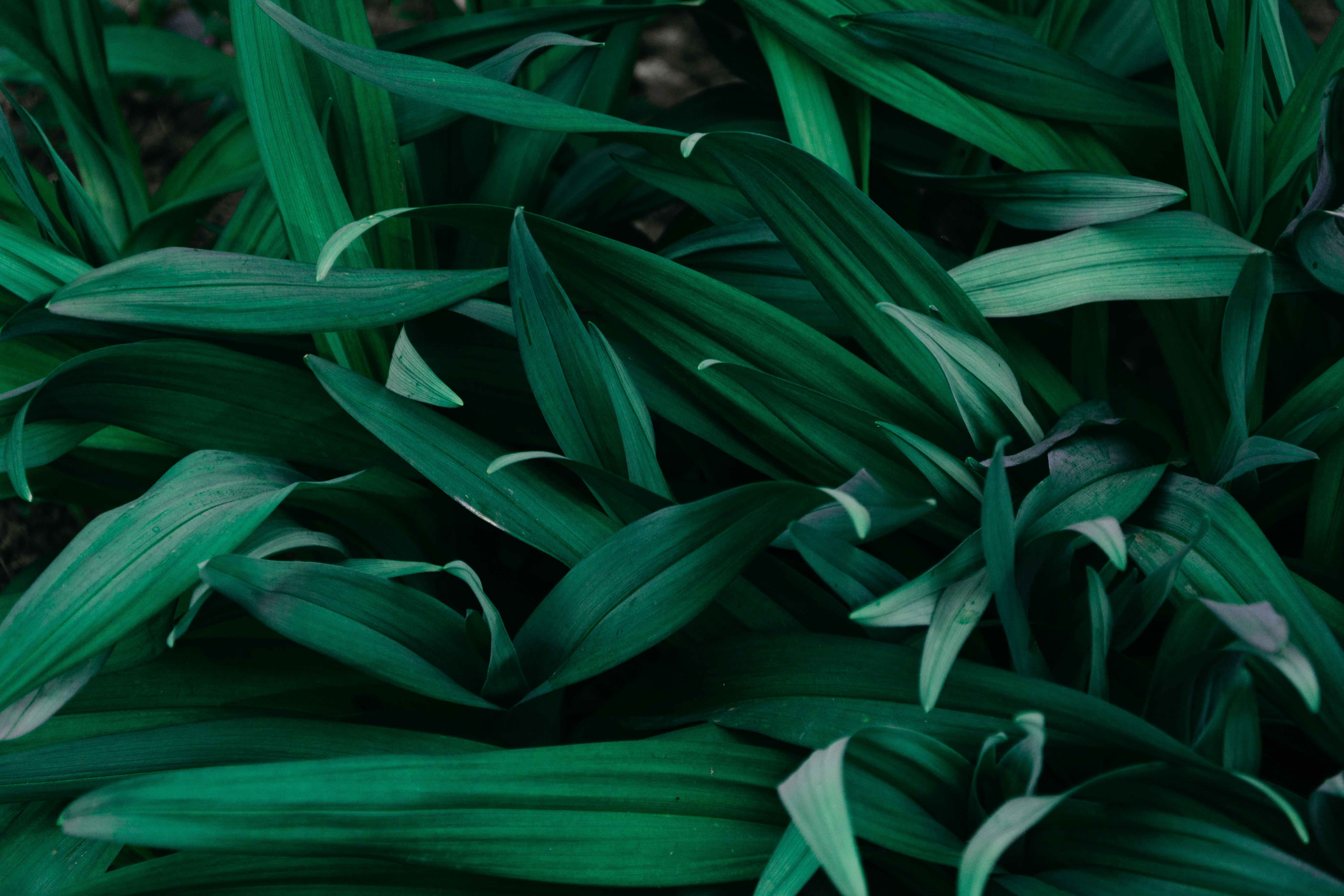ten-plants
