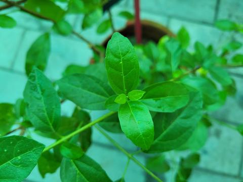 image68