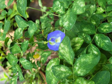 image87