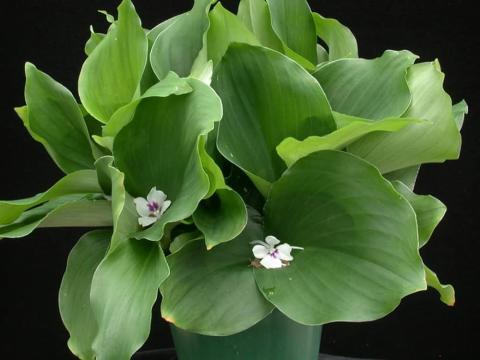 image115