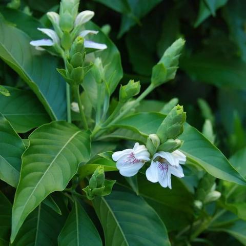 image108