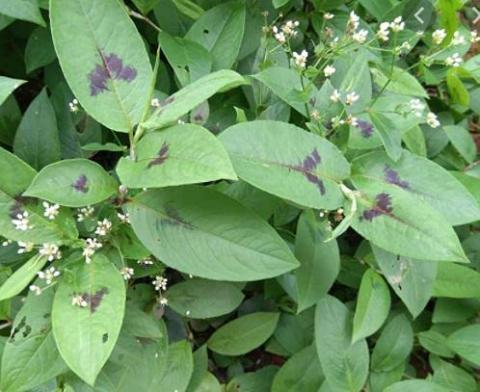 image118