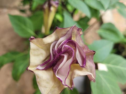 image164
