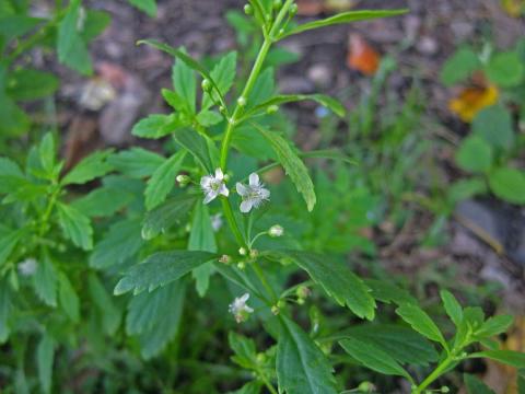 image155