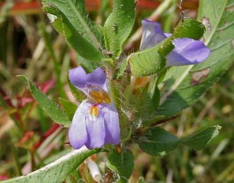 image148