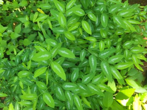 image168