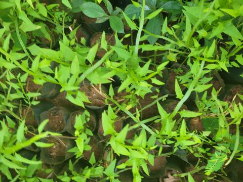 image171