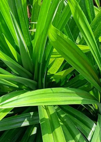image289