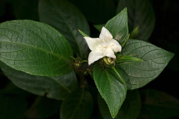 image277