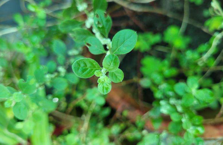 image95