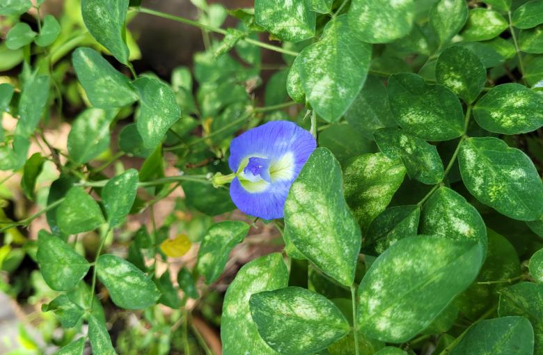 image87