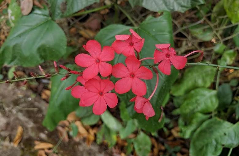 image116