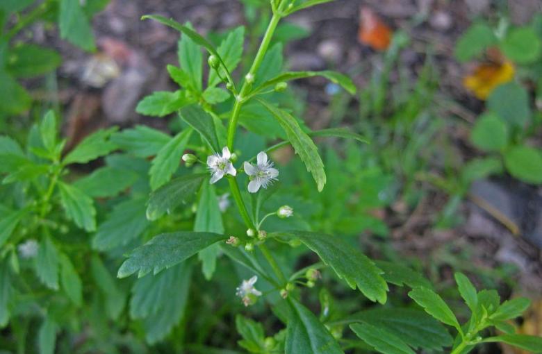 image155