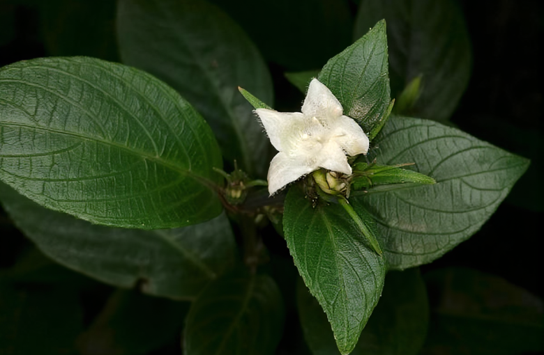 image277